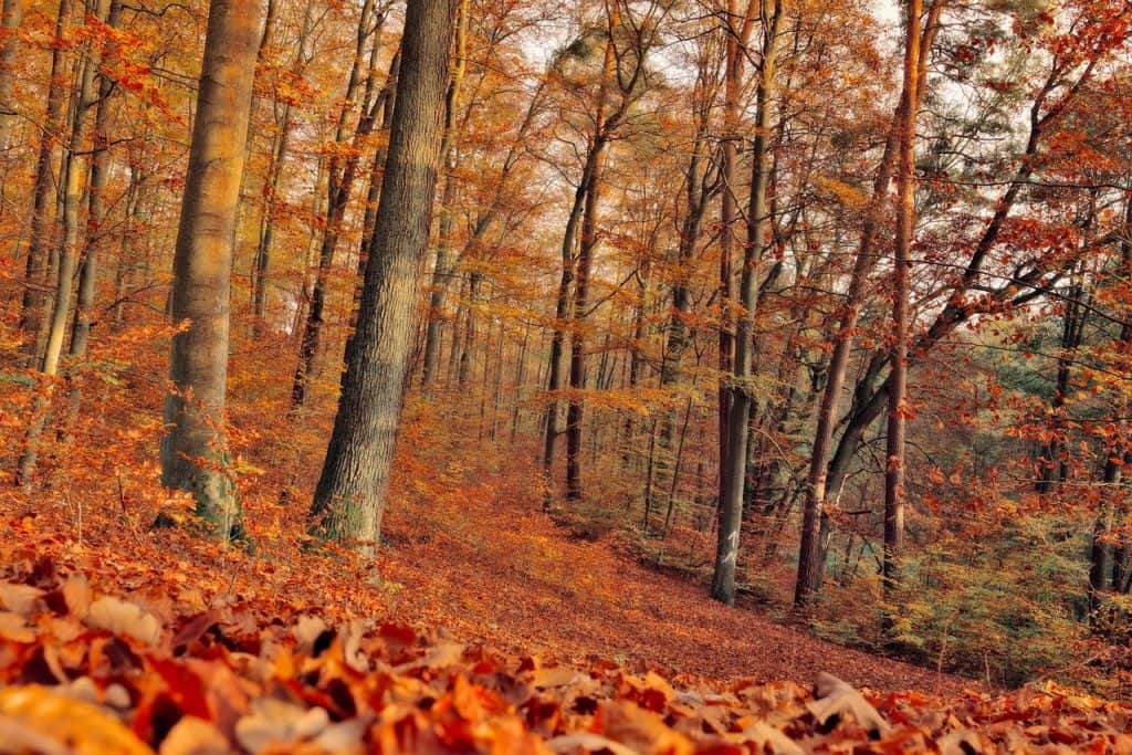 fall, trees, forest-7561613.jpg