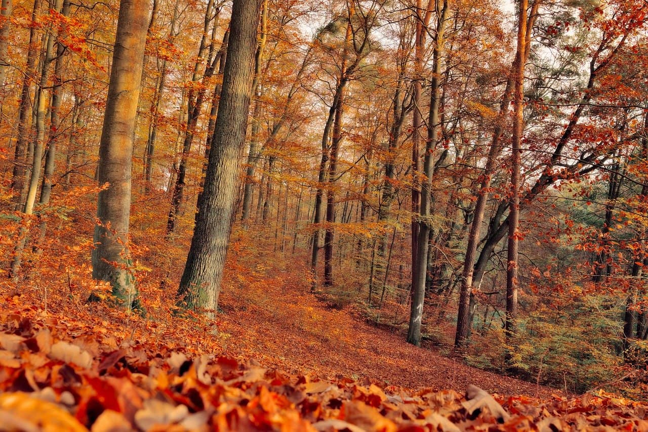 fall, trees, forest-7561613.jpg