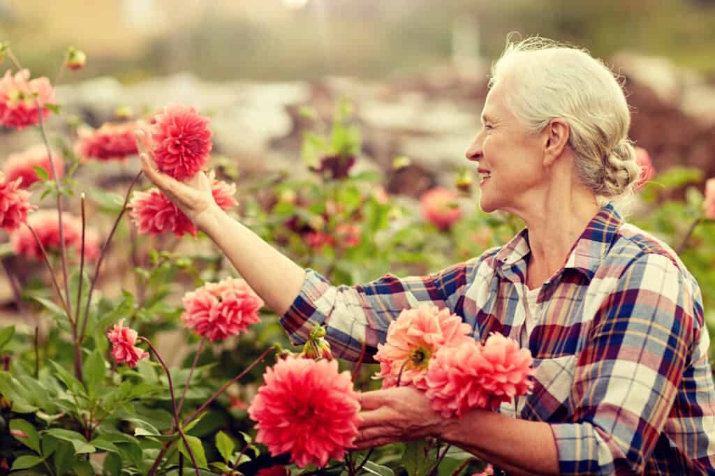 Senior Lady Picking Flowers in the Garden